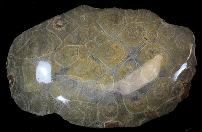 Polished Fossil Coral (Actinocyathus) - Morocco #35334